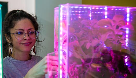A Georgia Tech student tends to a plant, which is in a clear container with a purple light emanating toward the plant.
